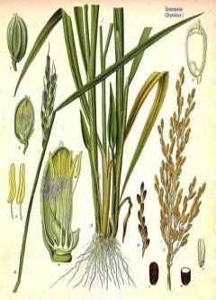 Oryza sativa subsp. indica